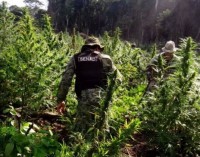 Decomisan plantación de marihuana en Morombí