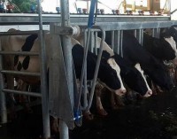Mediante alianza público privada productores de Yuty inician comercialización de leche