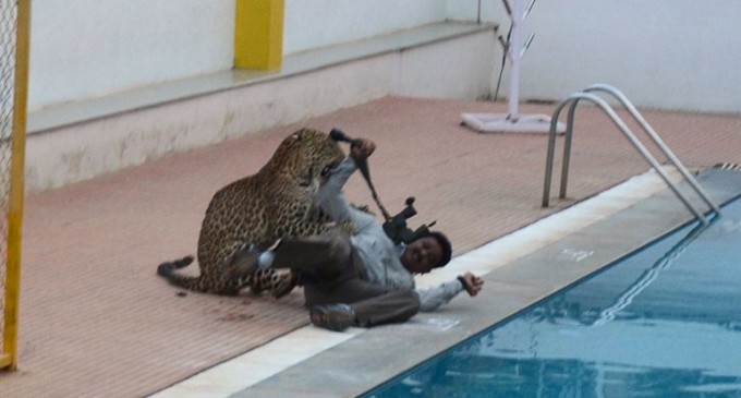 India: un leopardo entró a una escuela y dejó seis heridos