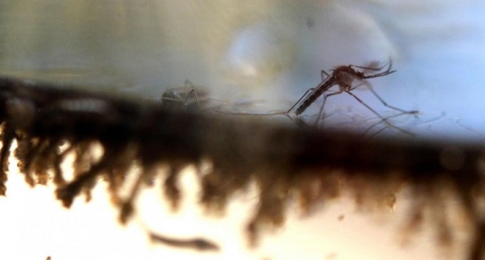 Zika: Obama trata de tranquilizar a los estadounidenses
