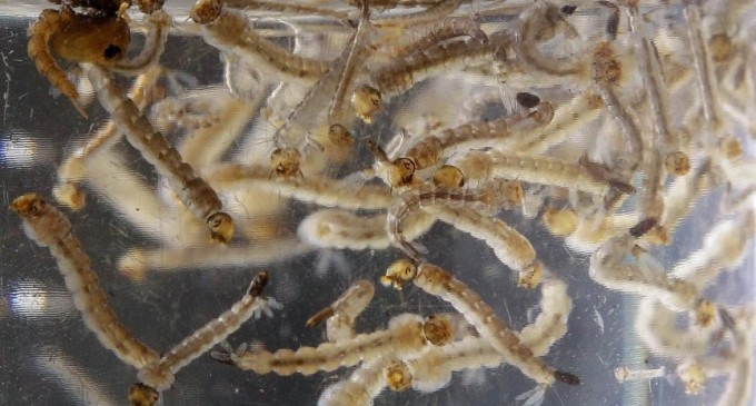 Cruz Roja prepara gran movilización contra el Aedes