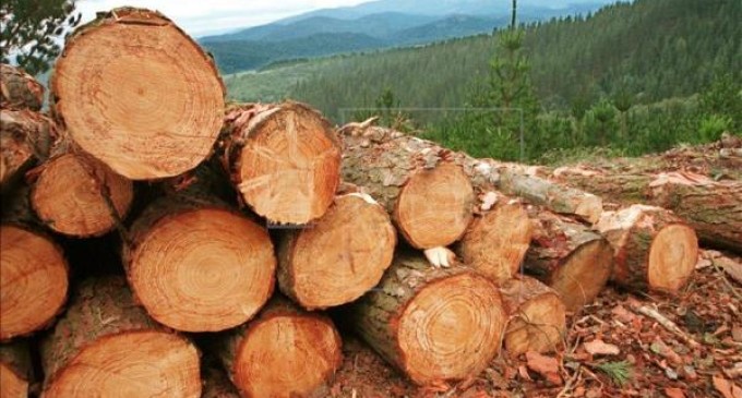 Paraguay, Argentina y Bolivia en un mes talaron 25 millones de árboles