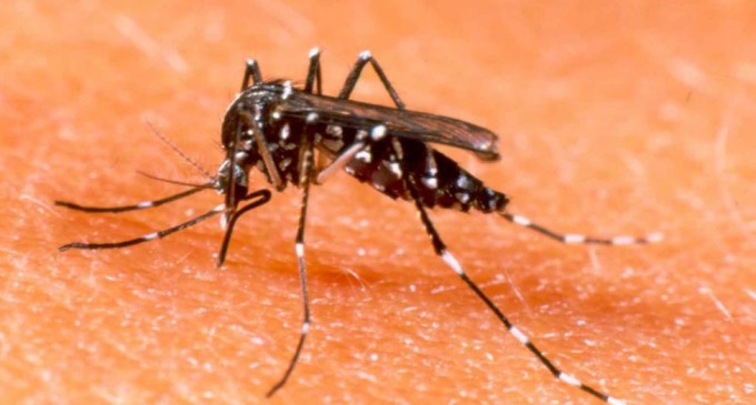 La OMS aprobó la primera vacuna contra el dengue