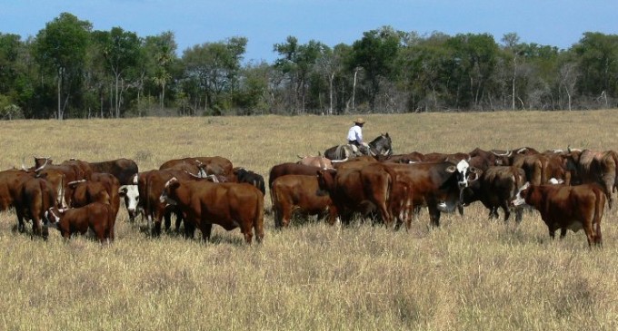 Destacan genética bovina paraguaya