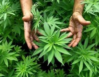 Imponen 9 y 6 años de cárcel por cultivo y tenencia de marihuana