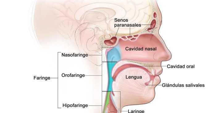 Cáncer de cabeza y cuello: detección temprana es clave para su cura
