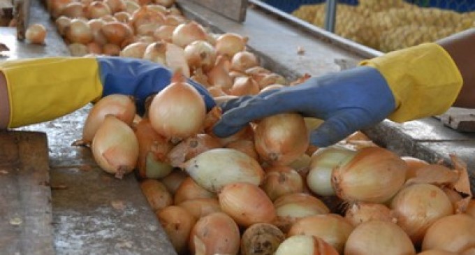 Contrabando y nula infraestructura, rivales de los productores de cebolla