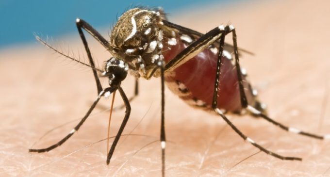 Ministerio de Salud investiga dos casos de muerte a causa del dengue
