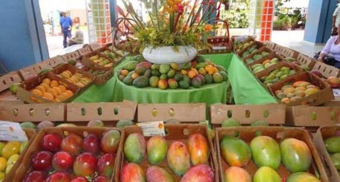 Festival del Mango en Areguá