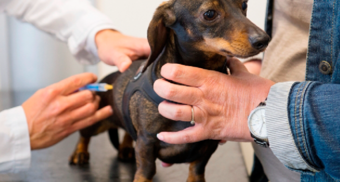 Recomendaciones para cuidar a las mascotas en el verano