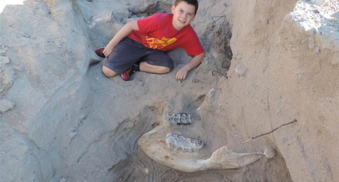 Un niño tropezó en el desierto y descubrió un fósil de más un millón de años
