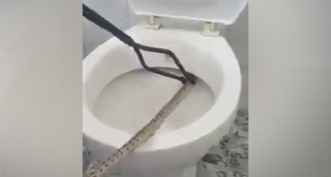 ‘Rescata’ a una serpiente del inodoro