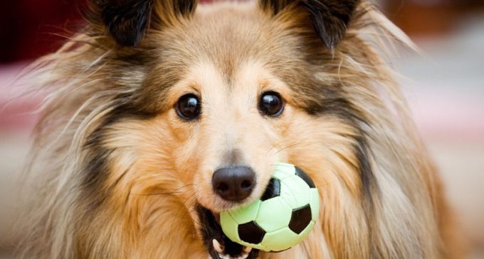 ¿Cuántas palabras humanas entienden los perros?