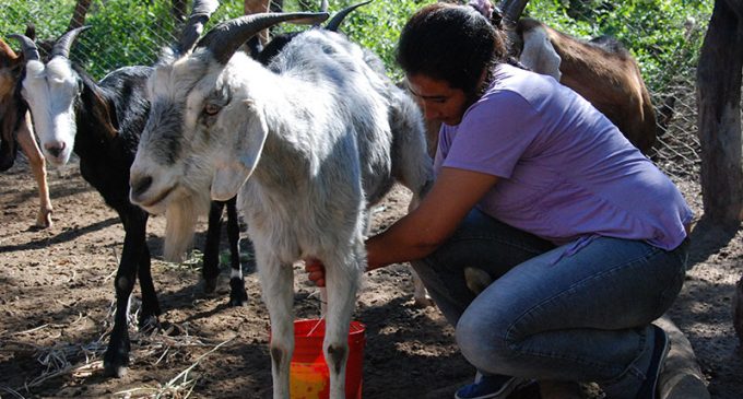 Salud Pública informa que existen casi 30 casos sospechosos de brucelosis en Veterinaria UNA