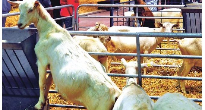 SENACSA niega contagio de brucelosis a veterinarios en Expo