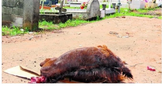 “Gallinas con velas alrededor y copas”: contralor de cementerios relata lo que se encuentra en noches de Halloween