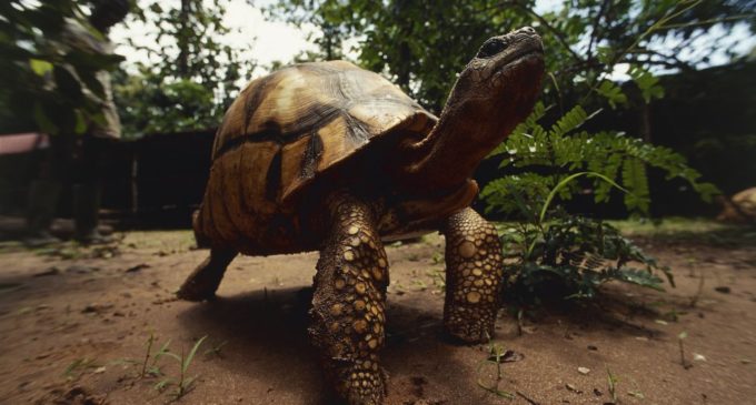 Más 25 mil animales y plantas luchan por sobrevivir en el mundo