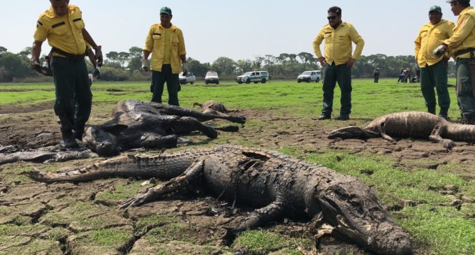 Terrible y lamentable: decenas de vacas y yacarés mueren por sequía en el centro de Brasil