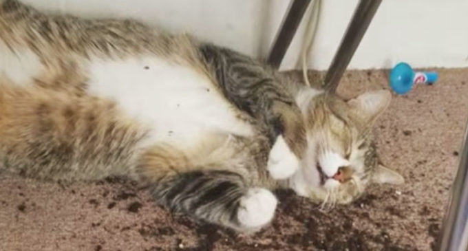 “El Gato Volador”: Así quedaron estos gatitos luego de comerse ramas de marihuana de su propietaria