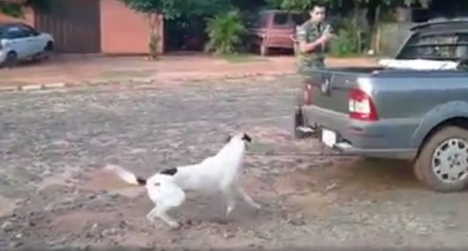 “Como no murió bien cuando le arrastraron, le clavaron con un destornillador”, lamenta dueña de perro