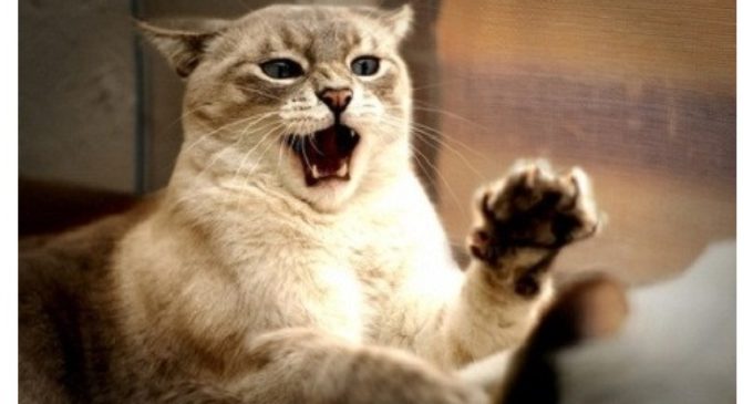 Japón: Un gato callejero es el principal sospechoso en un caso por “tentativa de homicidio”