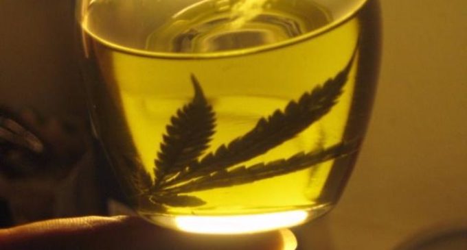 Tratan proyecto de investigación de la marihuana para su uso medicinal