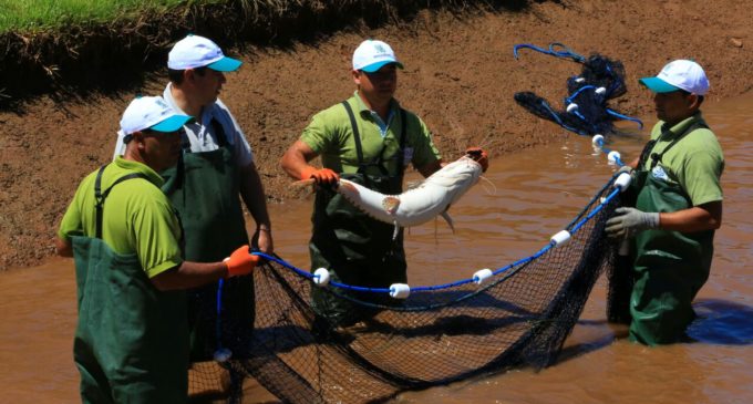 Yacyretá reproduce artificialmente alevines