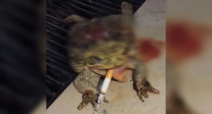 Maltrato animal: “Lo peor que podemos hacer es callarnos”