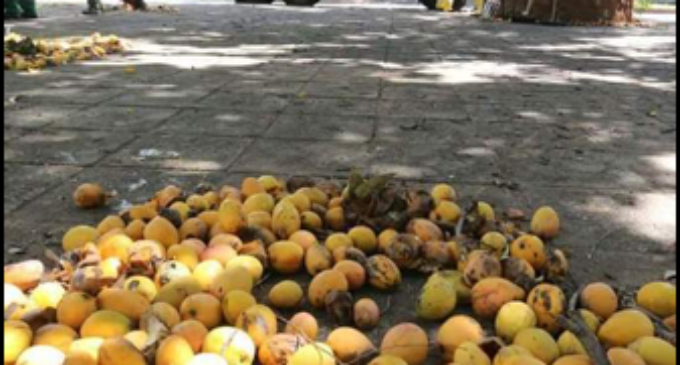 Mangos paraguayos serán vendidos en Europa