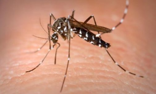 Confirman segundo caso de muerte por dengue