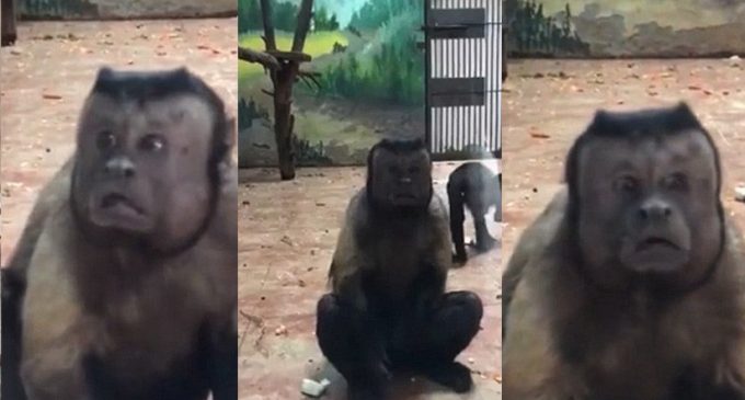 Un mono con ‘cara humana’ y aspecto depresivo se vuelve atracción de un zoológico de China