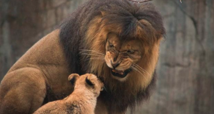 Leones eran de la altura de un humano
