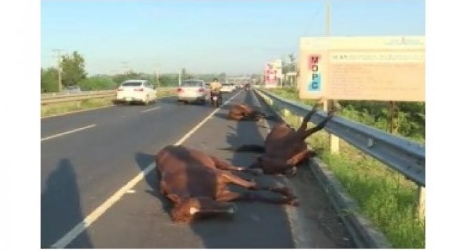 Murieron caballos tras ser atropellados por una camioneta