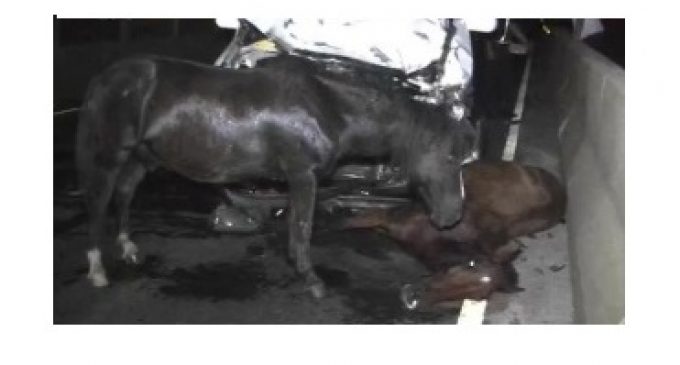 Caballos atropellados sobre Ñu Guasu no pertenecen al Ejército