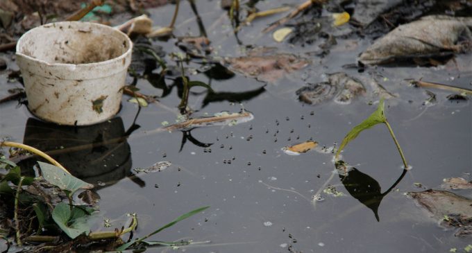 Temperaturas de verano, facilitan la proliferación de mosquitos