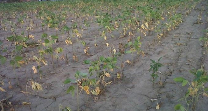 Productores, preocupados por falta de lluvias