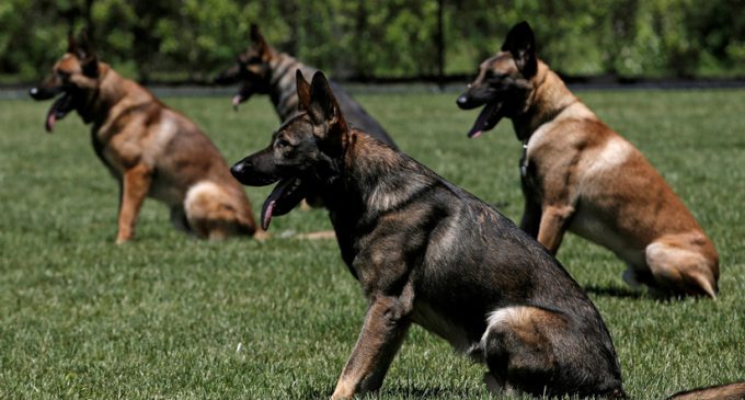 Canes son amaestrados para detectar violadores