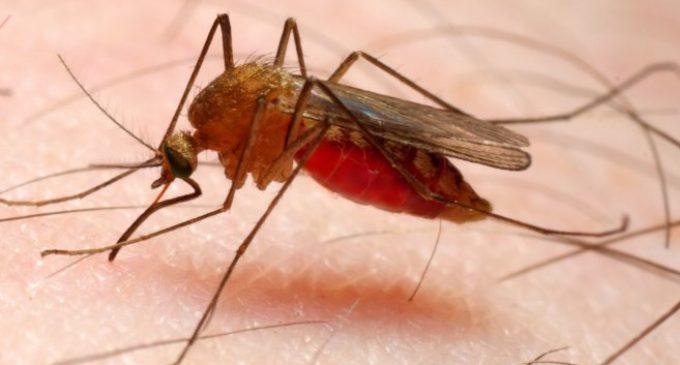 Paraguay marca un hito al estar libre de malaria