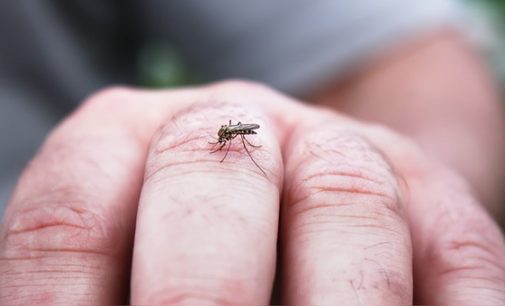 Advierten que el frío no frena la reproducción del Aedes, la eliminación de criaderos sí