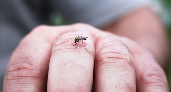 Advierten que el frío no frena la reproducción del Aedes, la eliminación de criaderos sí