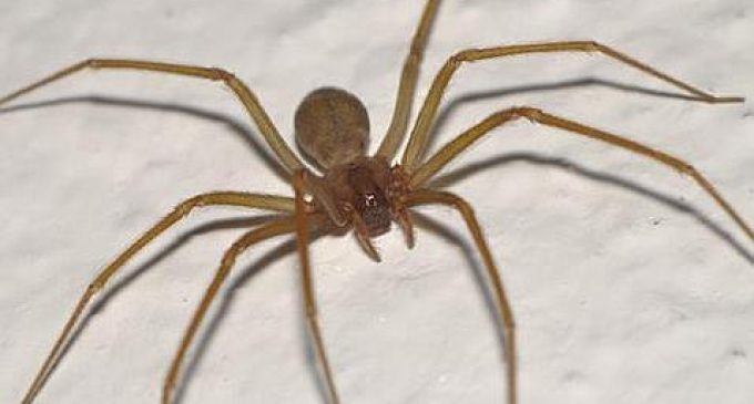Por picadura de araña, fue sometida a siete cirugías y se le amputó una pierna
