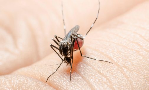 Disminuyen notificaciones de dengue y alientan a seguir eliminando criaderos