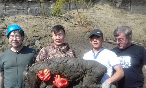 Hallan un pequeño caballo congelado hace 40.000 años