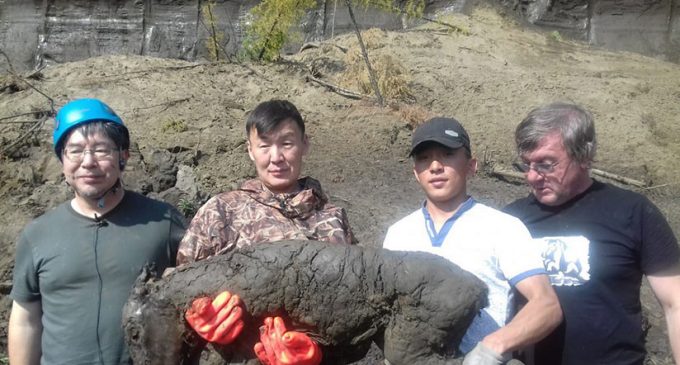 Hallan un pequeño caballo congelado hace 40.000 años