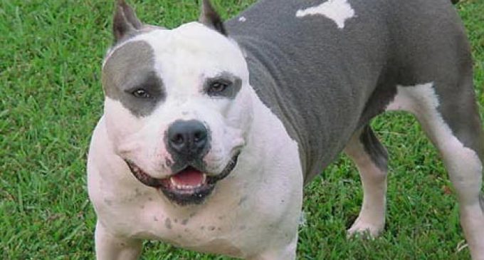 Fiscalía califica de homicidio culposo muerte de bebé por ataque de pitbull