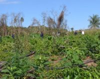 Se topan con hectáreas de marihuana en San Pedro