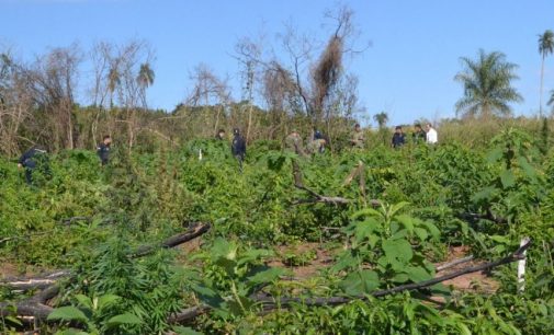 Se topan con hectáreas de marihuana en San Pedro
