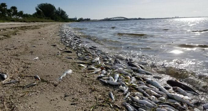 EE.UU.: Una histórica marea roja mata a miles de animales marinos en Florida