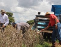 Gremios afirman que incremento del impuesto a la soja pagarán productores, no exportadores