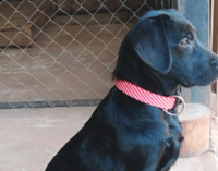 Lea, una perra que hará historia en Paraguay